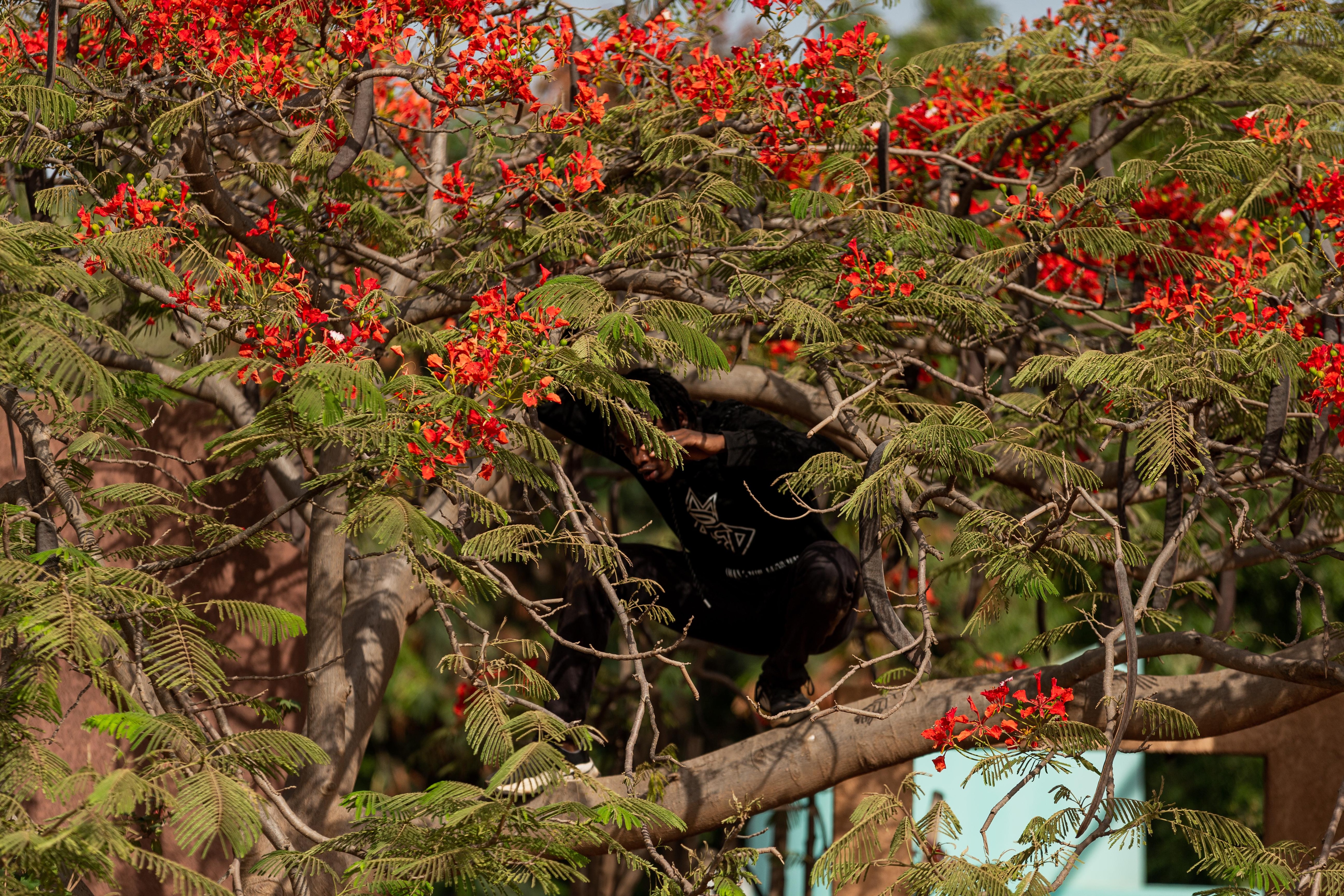 Dancer crouching on a tree branch