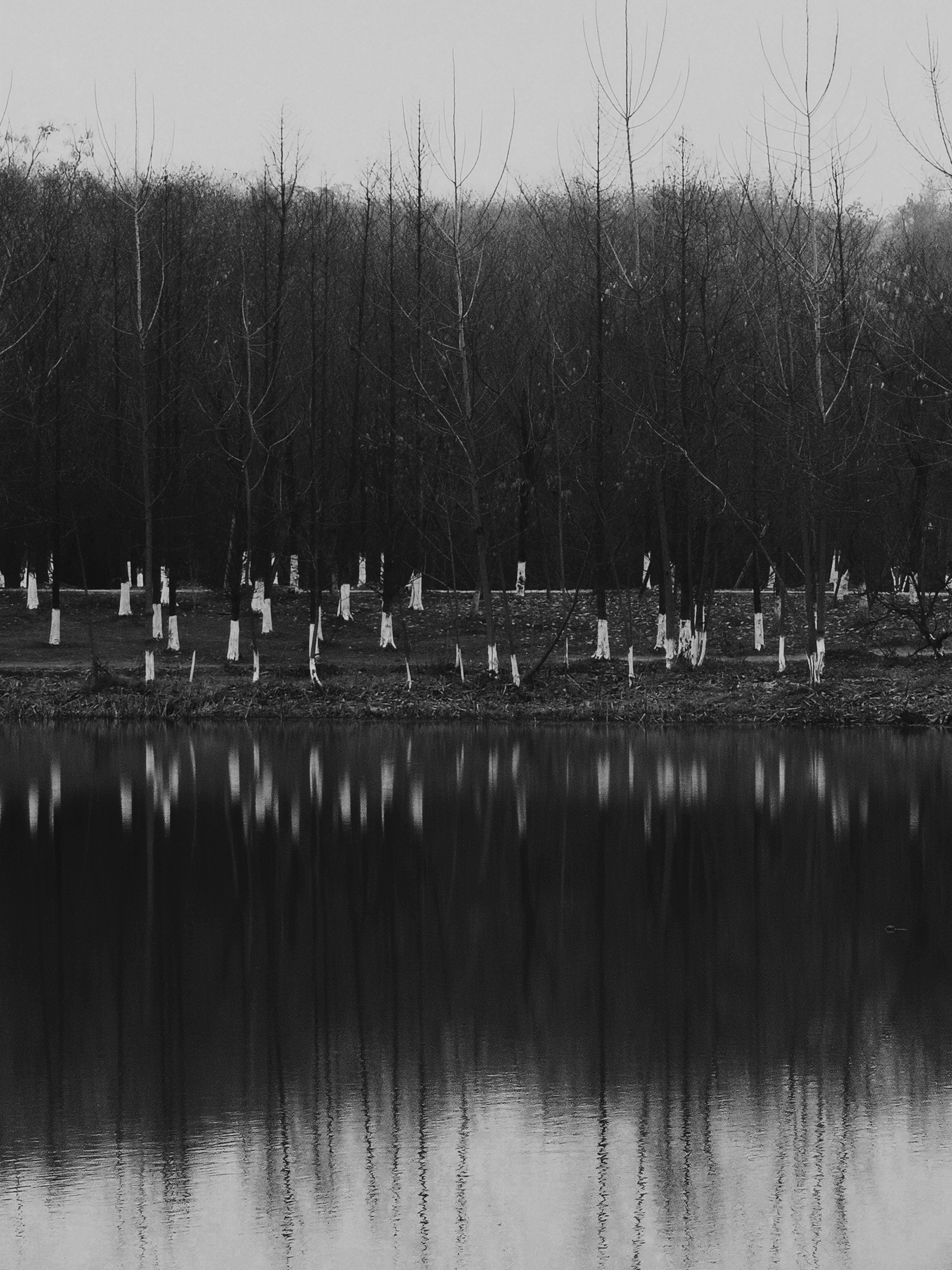 Arbres au tronc blanc en hiver au bords de l’eau