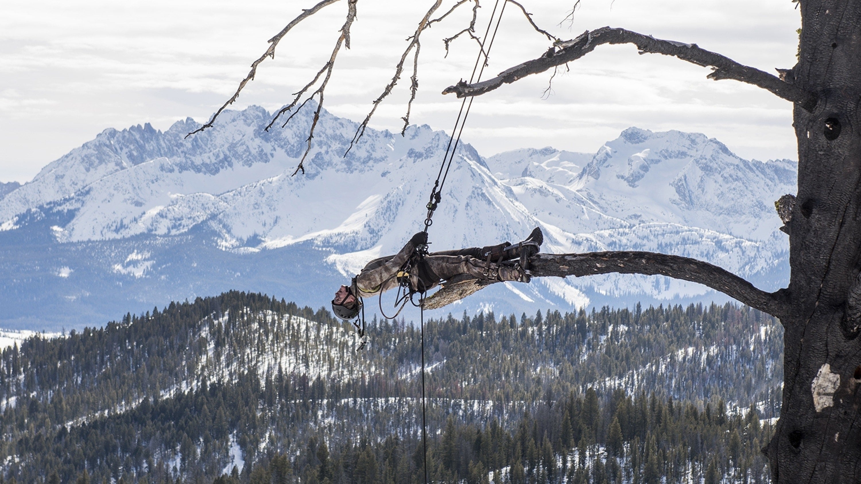 Man hanging from a tree, background of snow-capped mountains