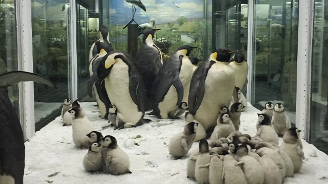 A group of penguins