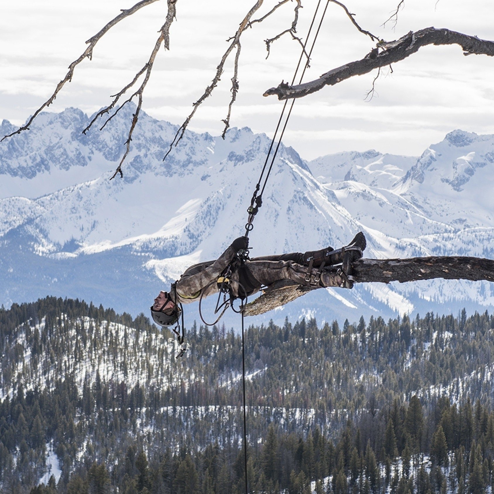 Man hanging from a tree, background of snow-capped mountains